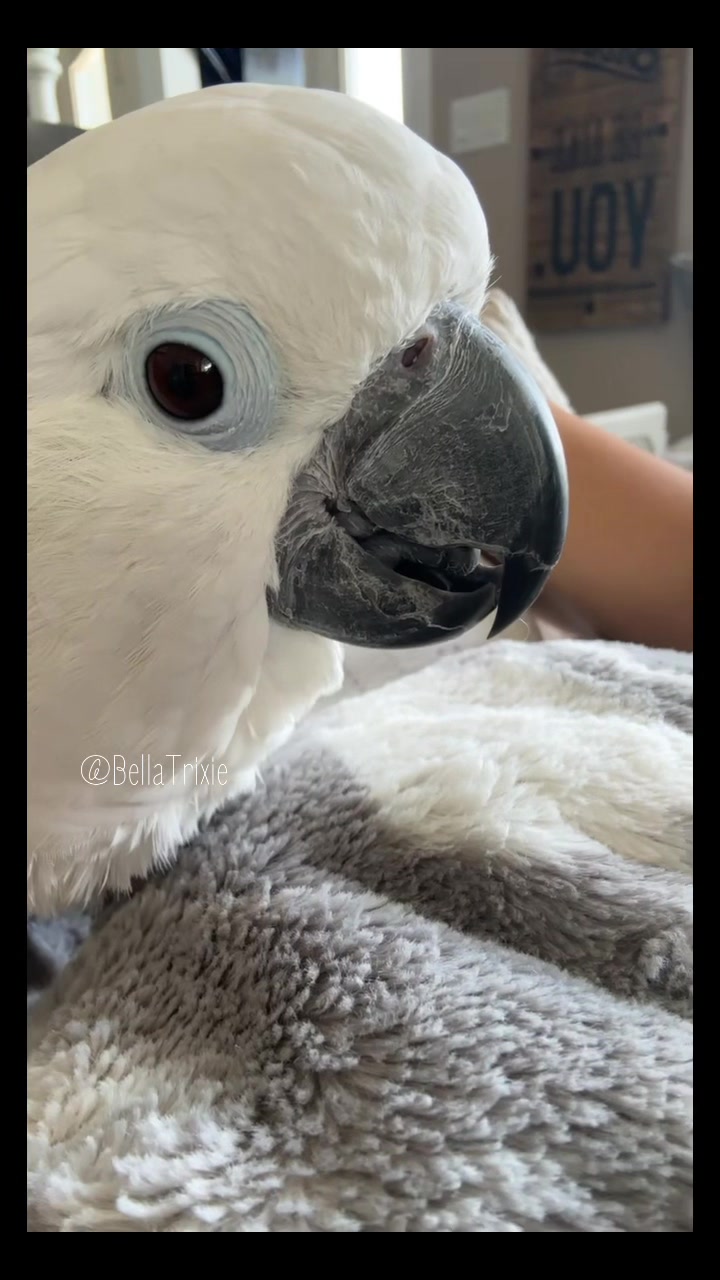 @bella_trixie_official