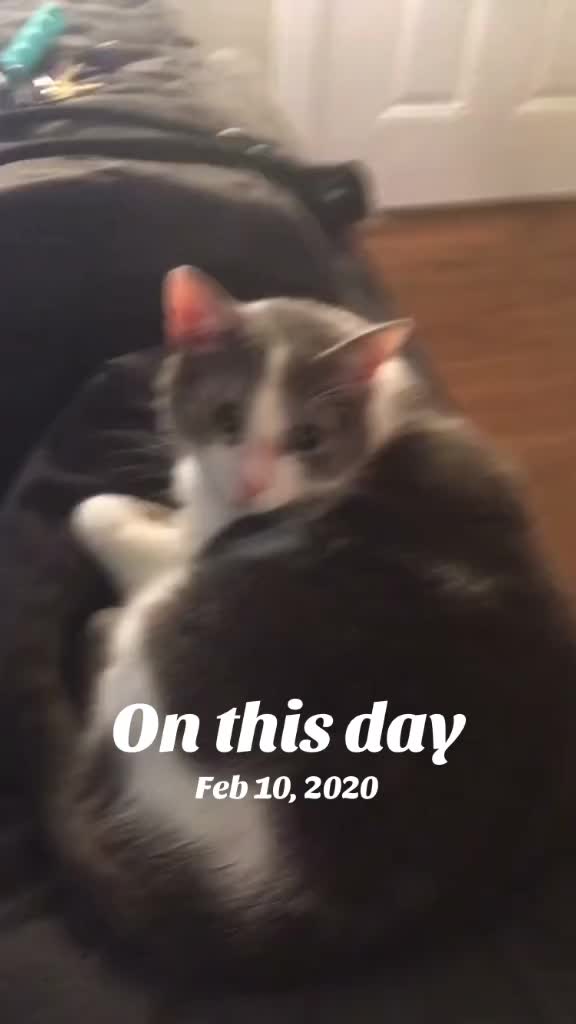@CupcakeTheDestroyer