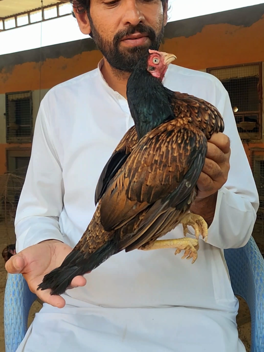 @Sajjad Aseel Farm