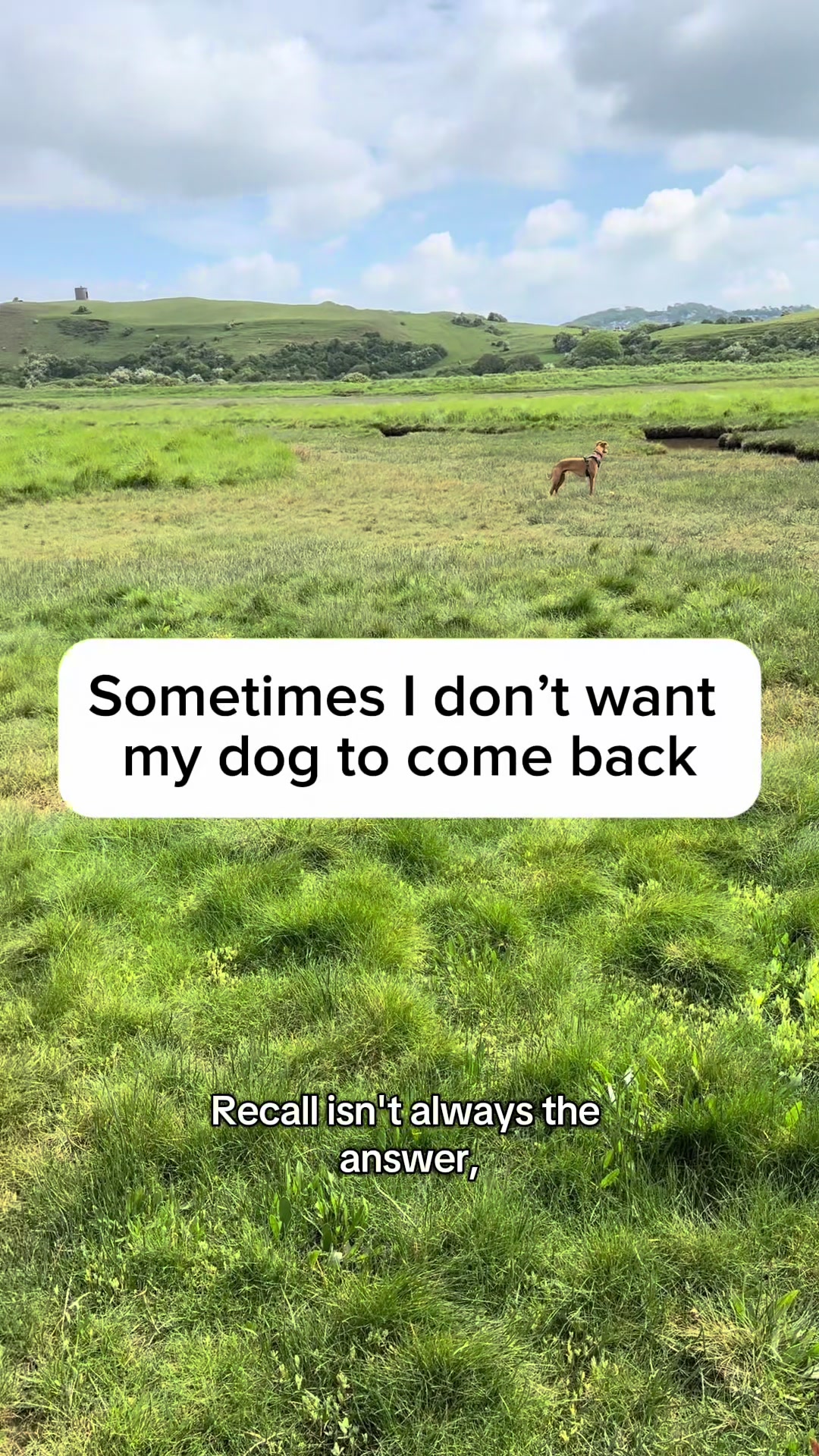 @Sam and her whippet