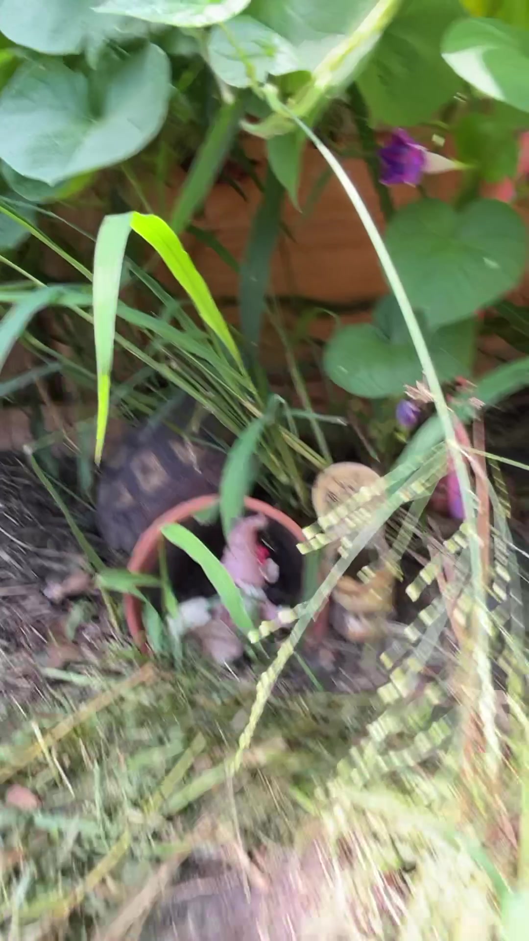 @shaqthetortoise