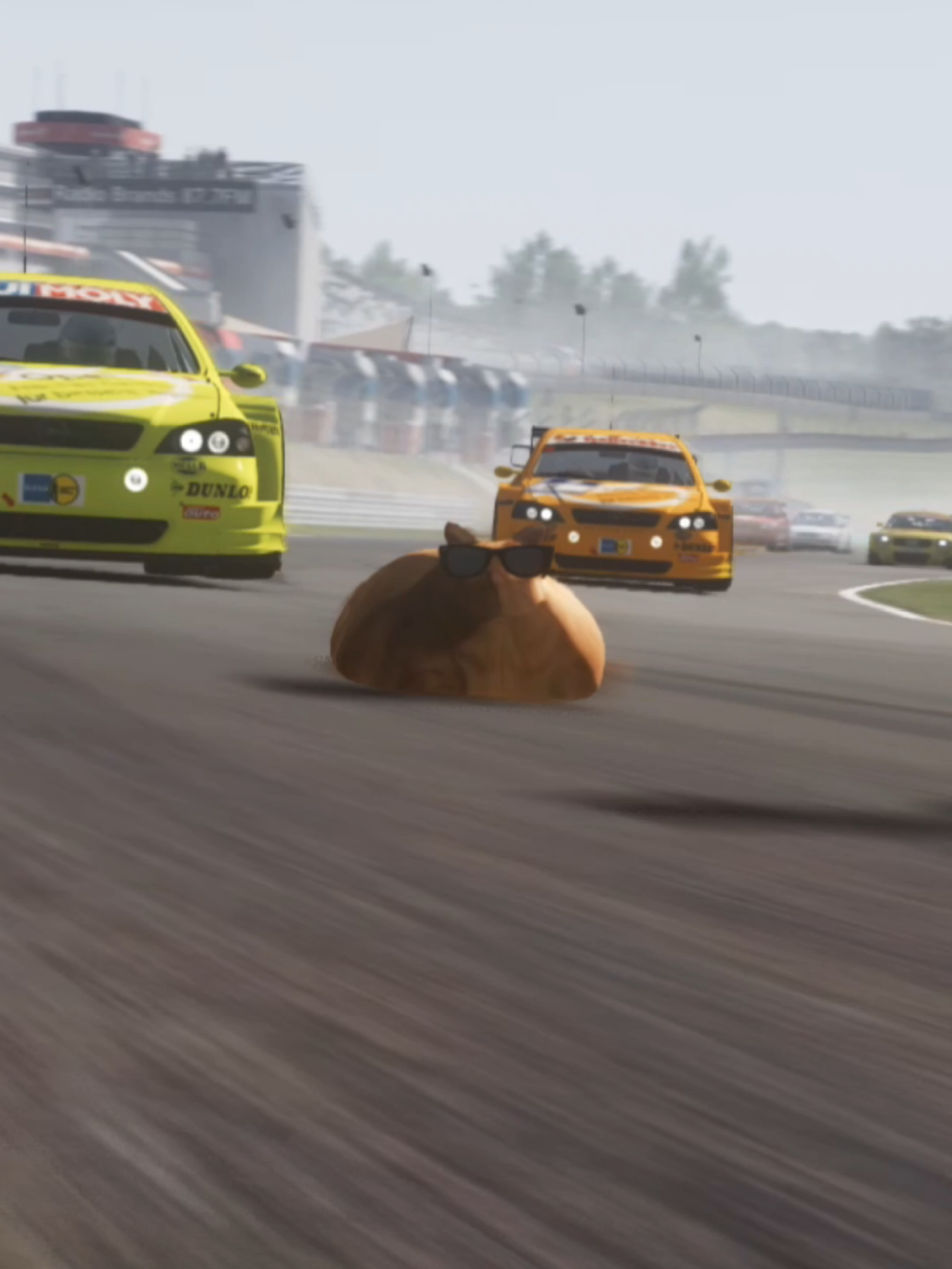 @Pablo the Race Cat