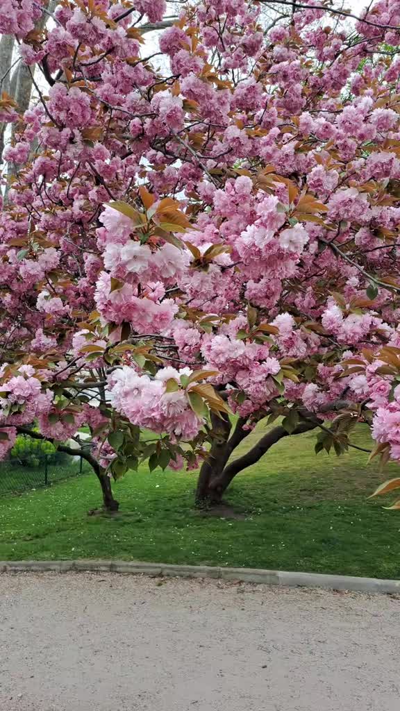 @𝕋ℝ𝕀ℕℂ𝕆 𝔾𝕆𝔹𝕀 ♡