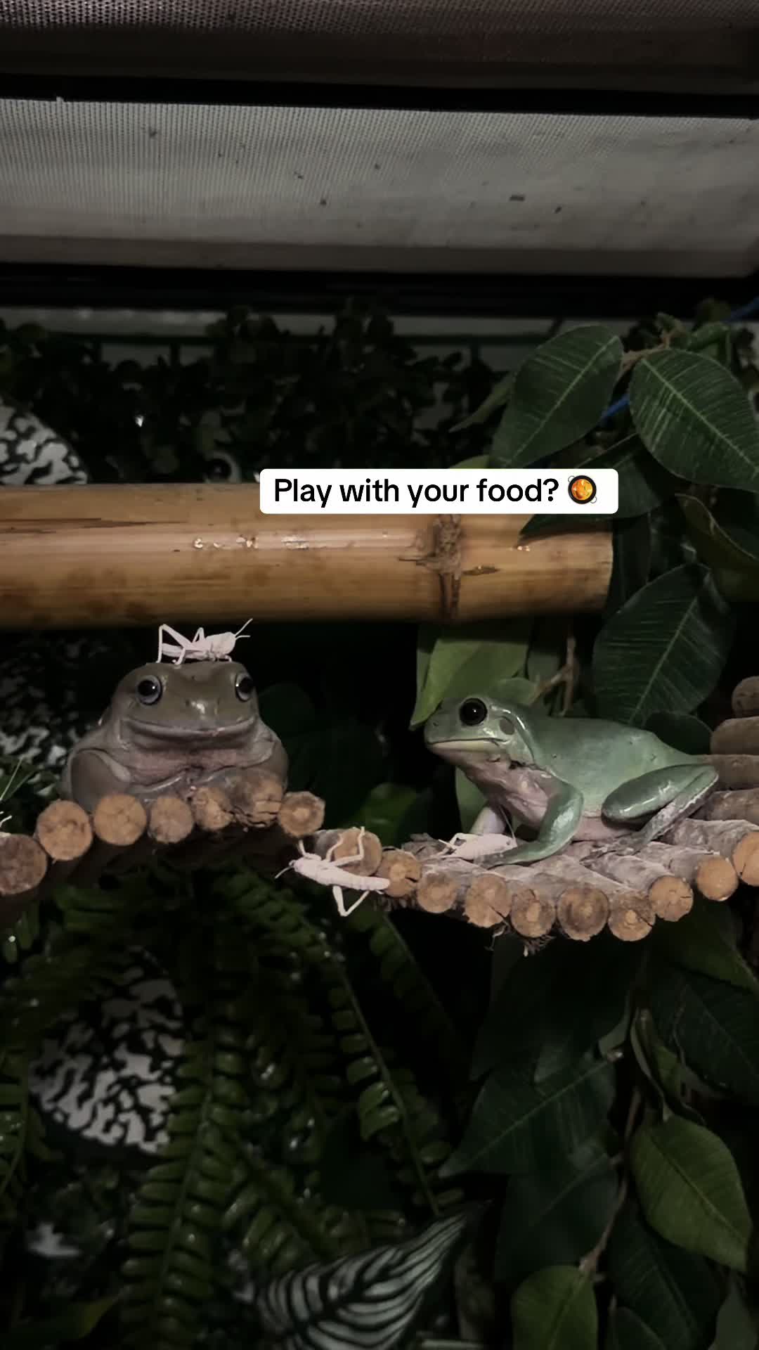 @frogsandoddities