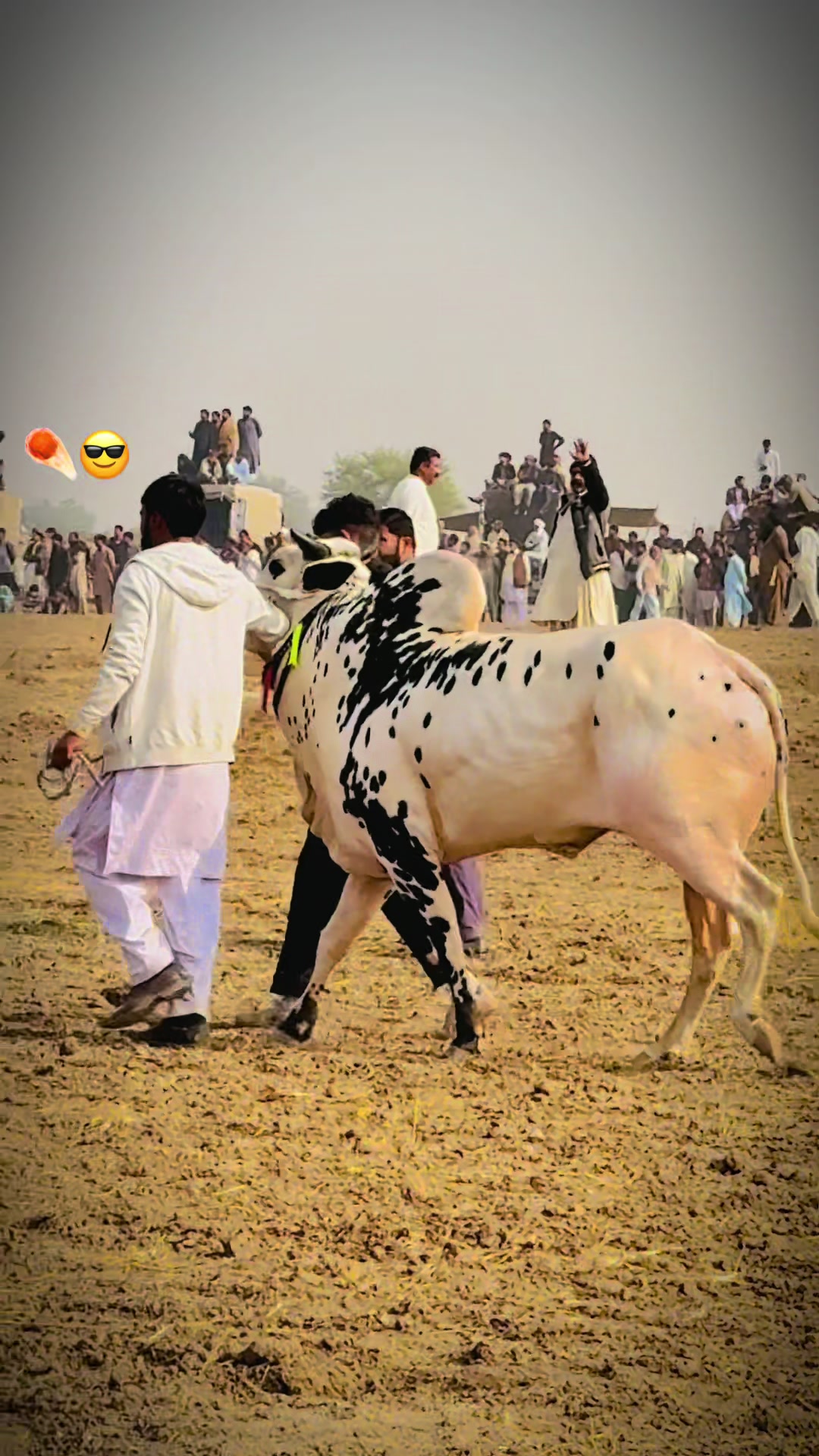 @👑💫پوٹھوہار داندی گروپ⚡️👑