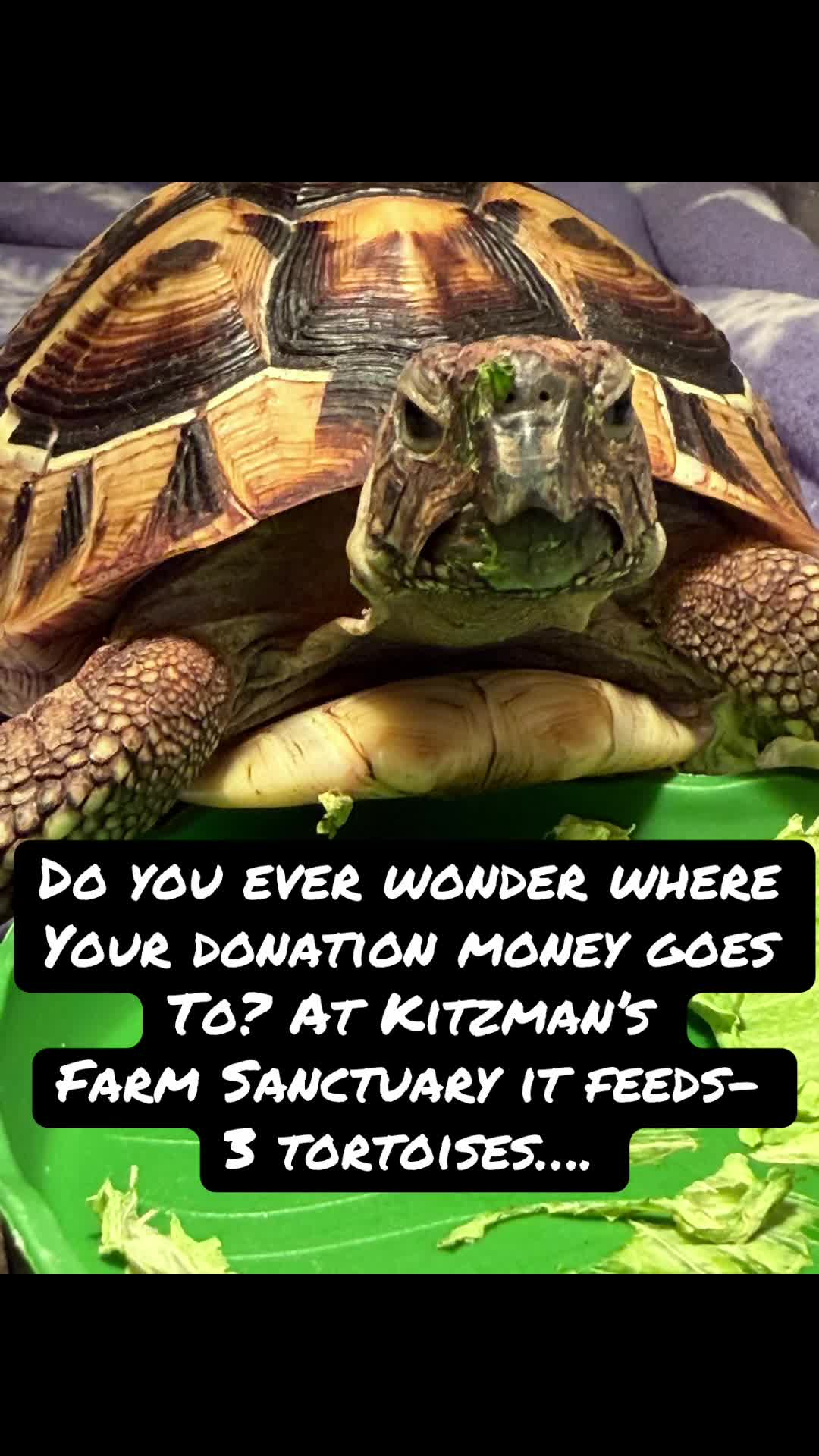 @Kitzman’s Farm Sanctuary
