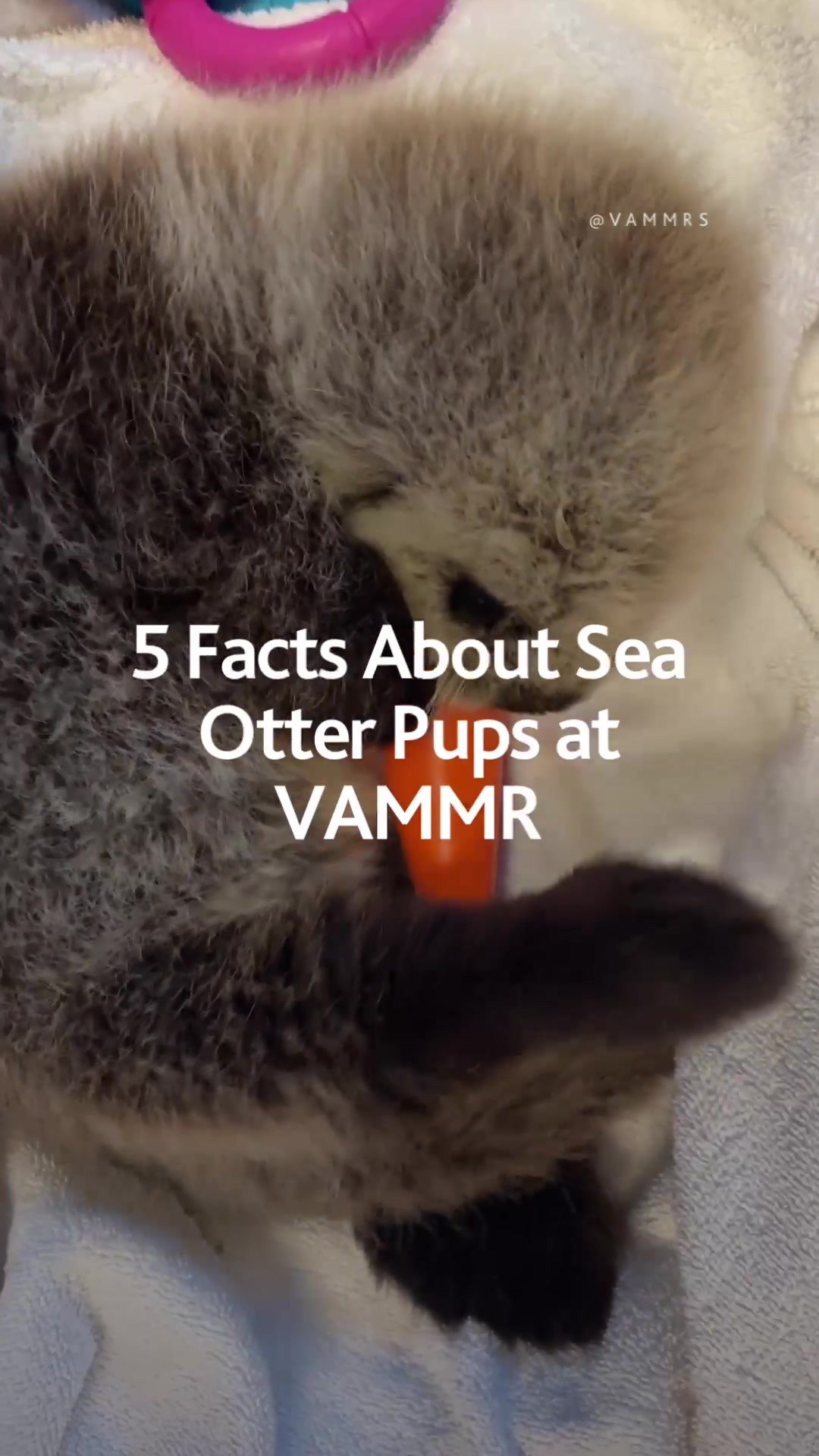 @Marine Mammal Rescue Society