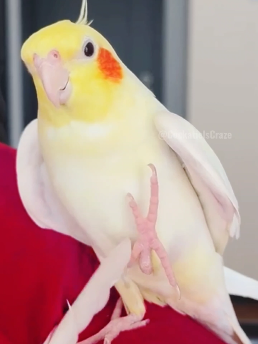 @Cockatiels Craze
