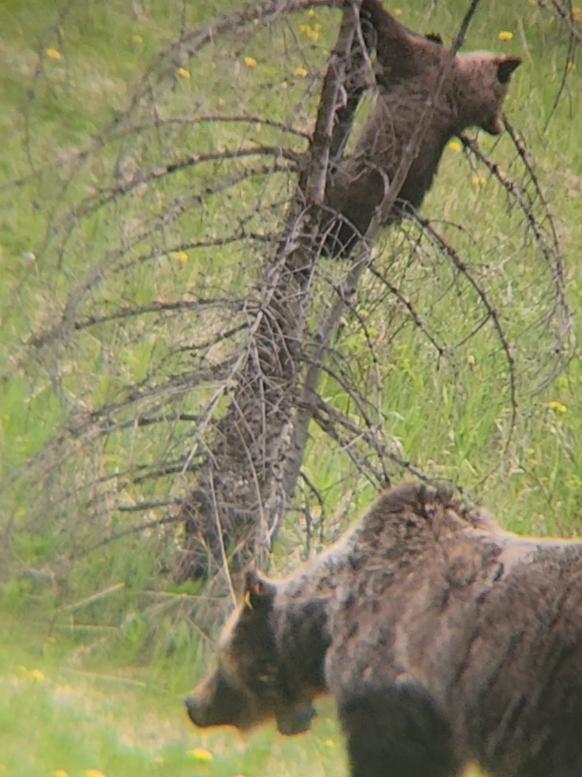 @Banff Trail Running & Wildlife