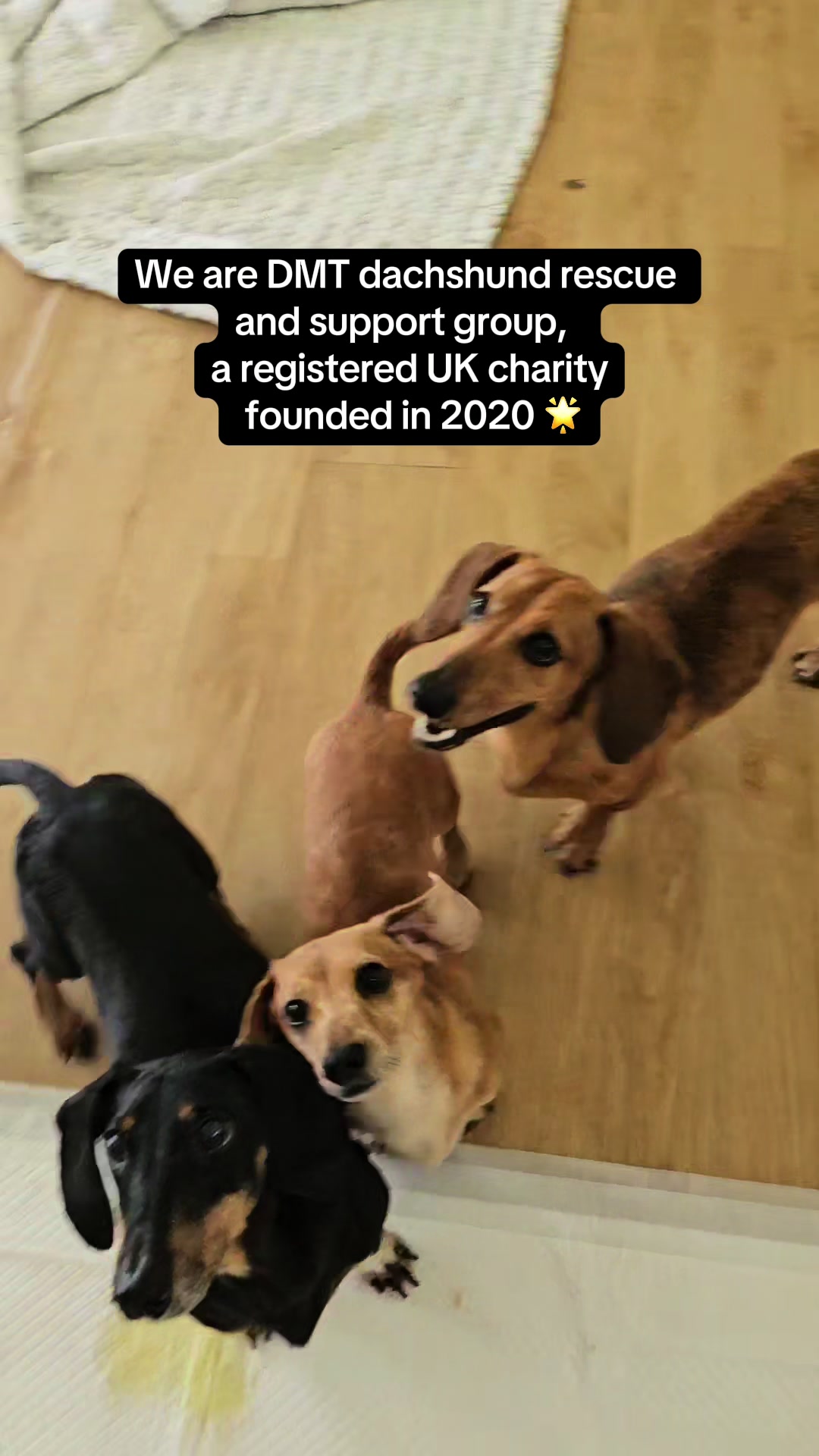 @DMT Dachshund Rescue 🐾
