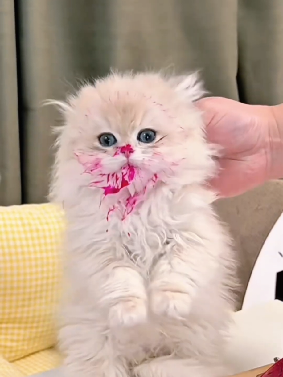 @Cute Cats Zone