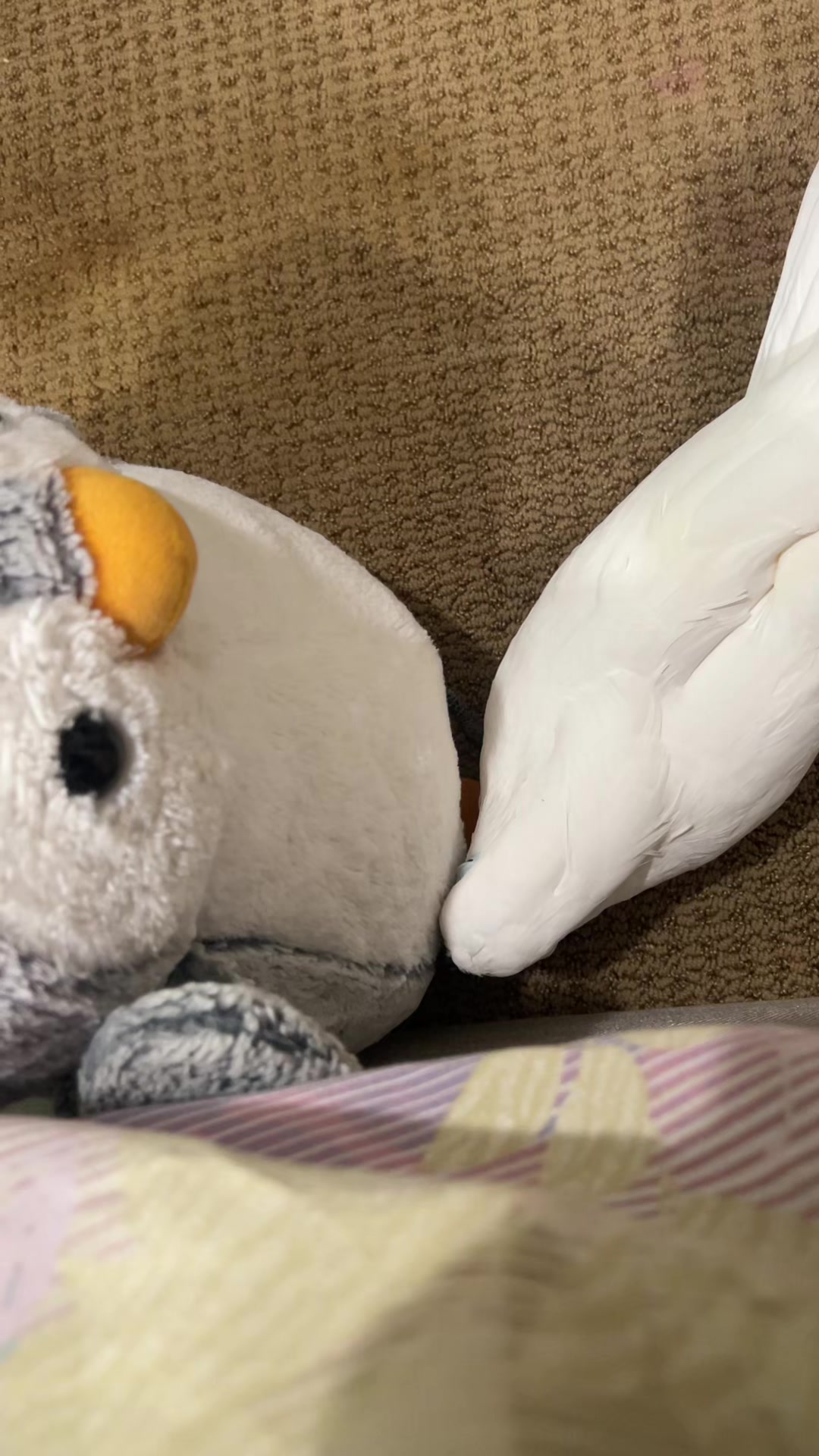@OLAF
