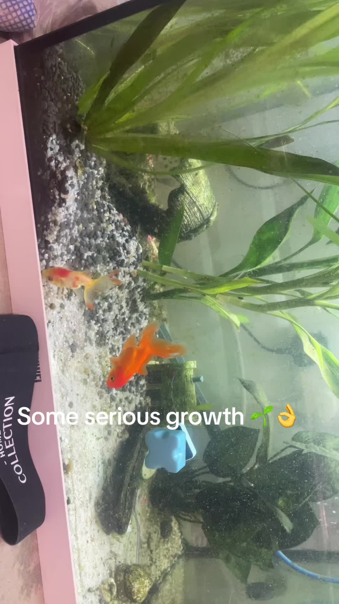 @CRBaquatics