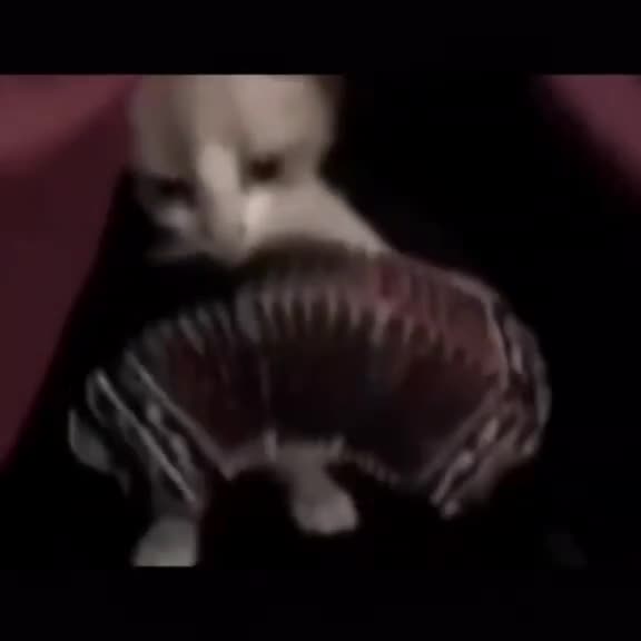 @albert