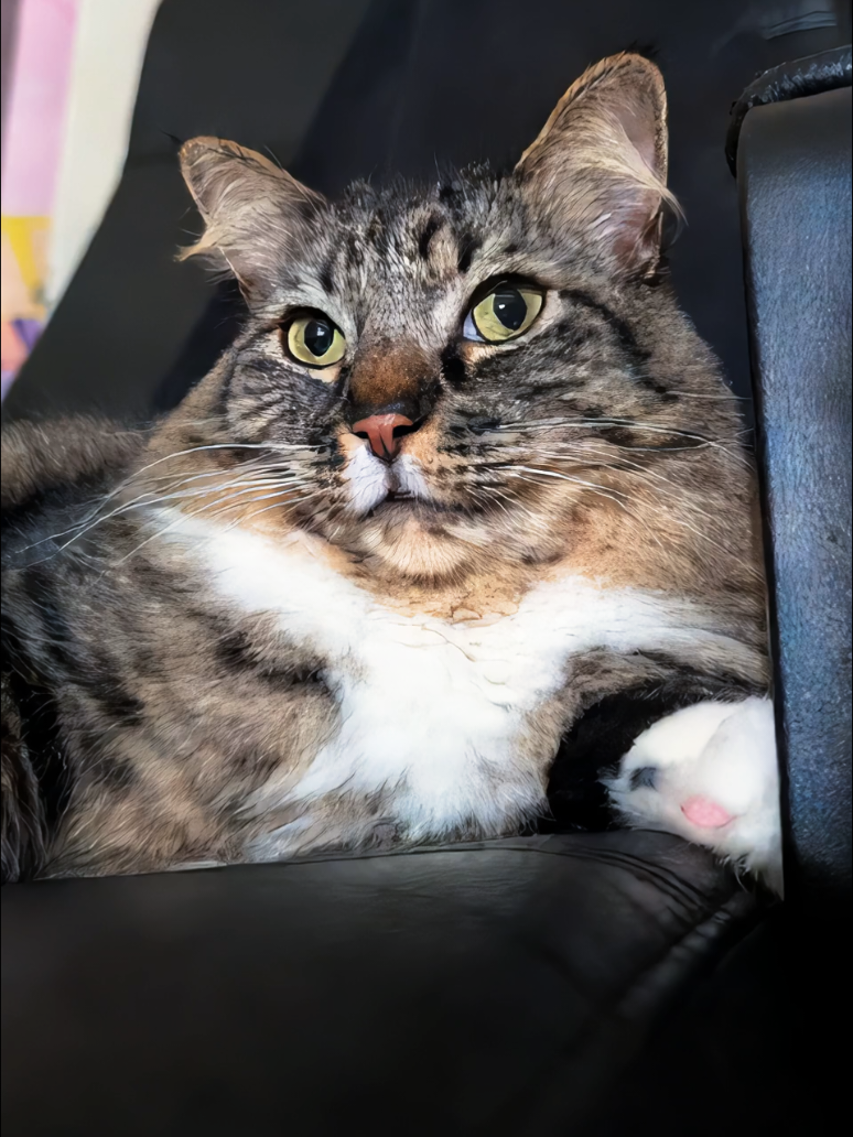 @RIEJ💘(ΦωΦ)🐈️🐾👑