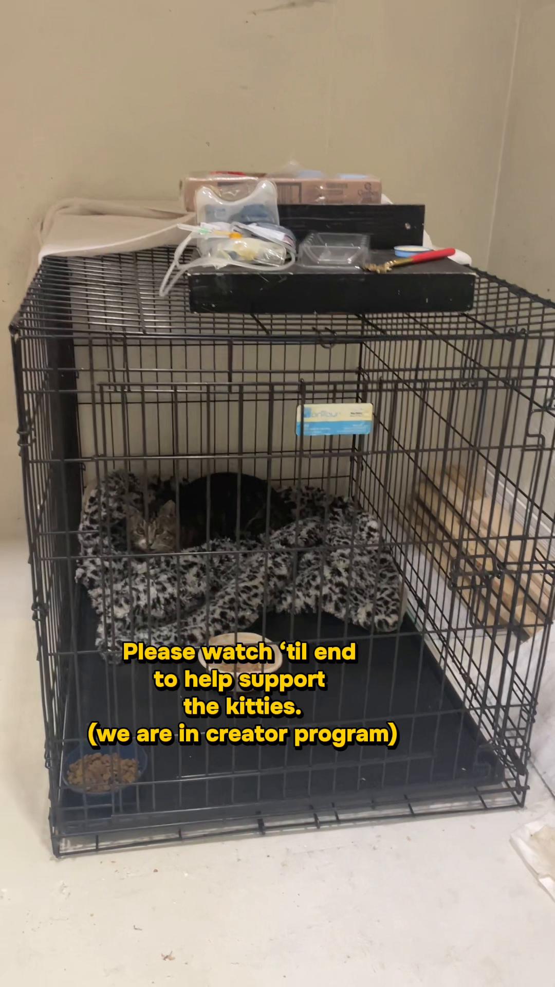 @Are We Home Yet? Cat Sanctuary