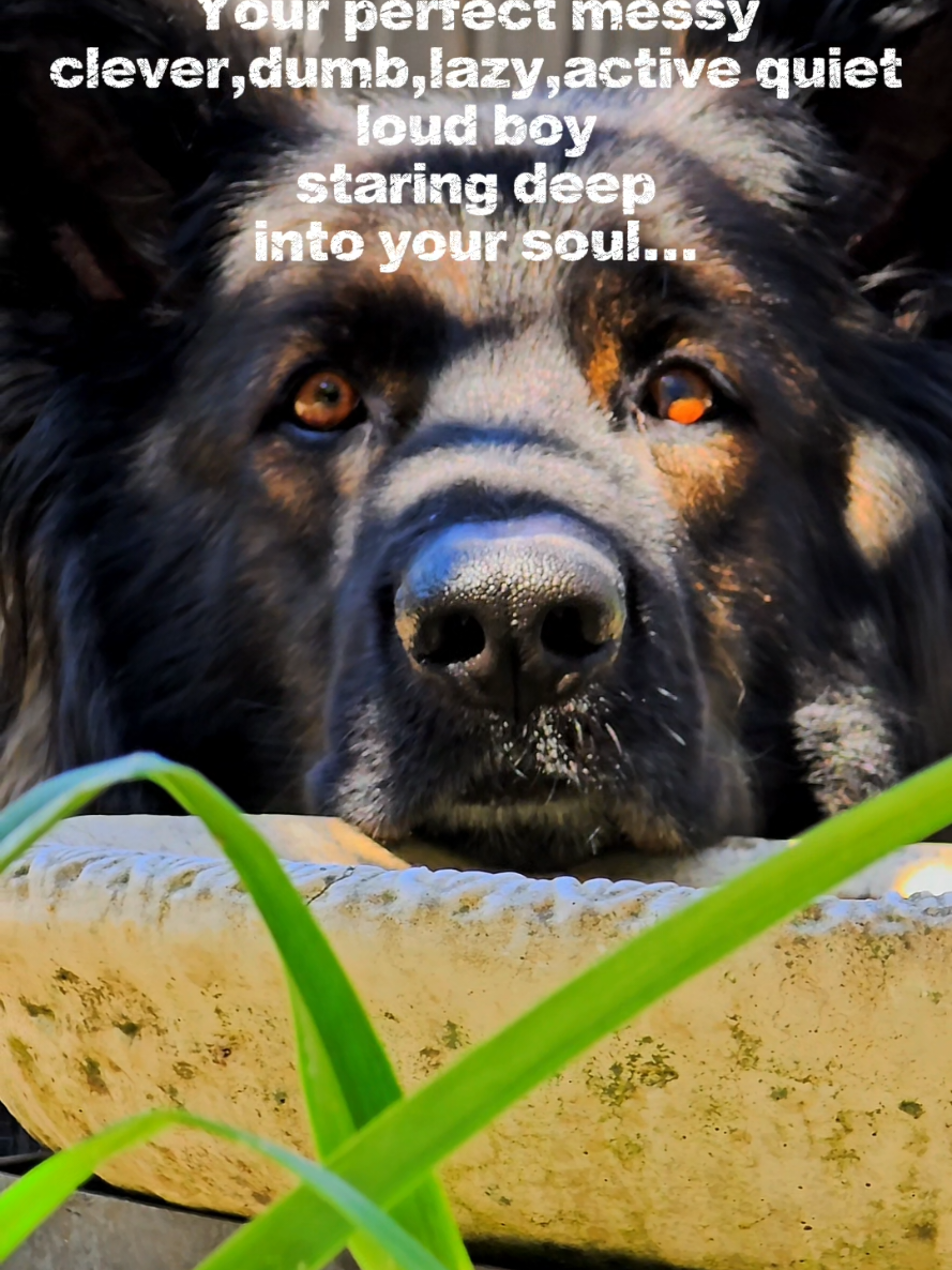 @Baloo_boy_gsd