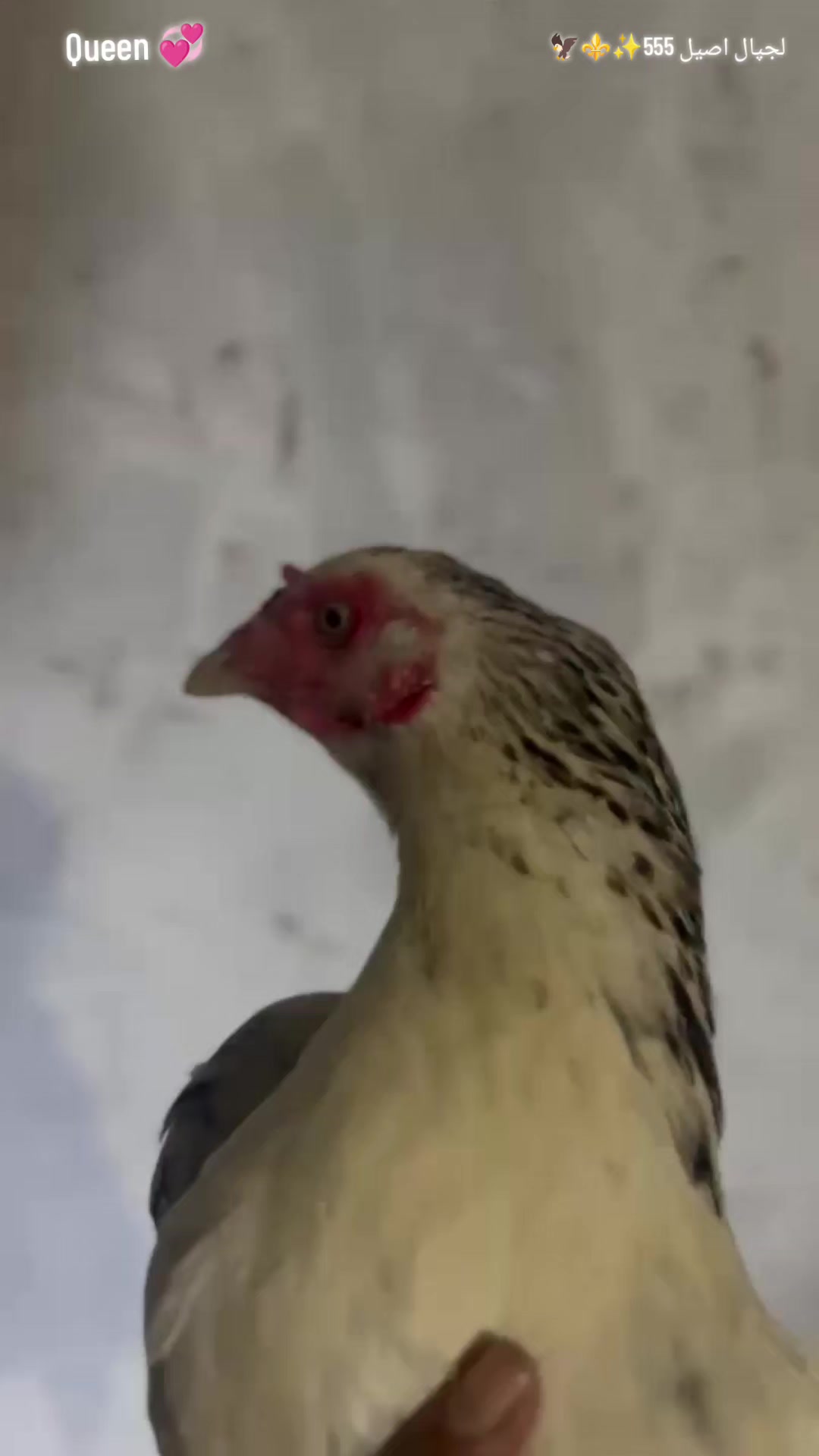@𝒁𝒂𝒊𝒃 𝑴𝒖غ𝒉𝒂𝒍 555