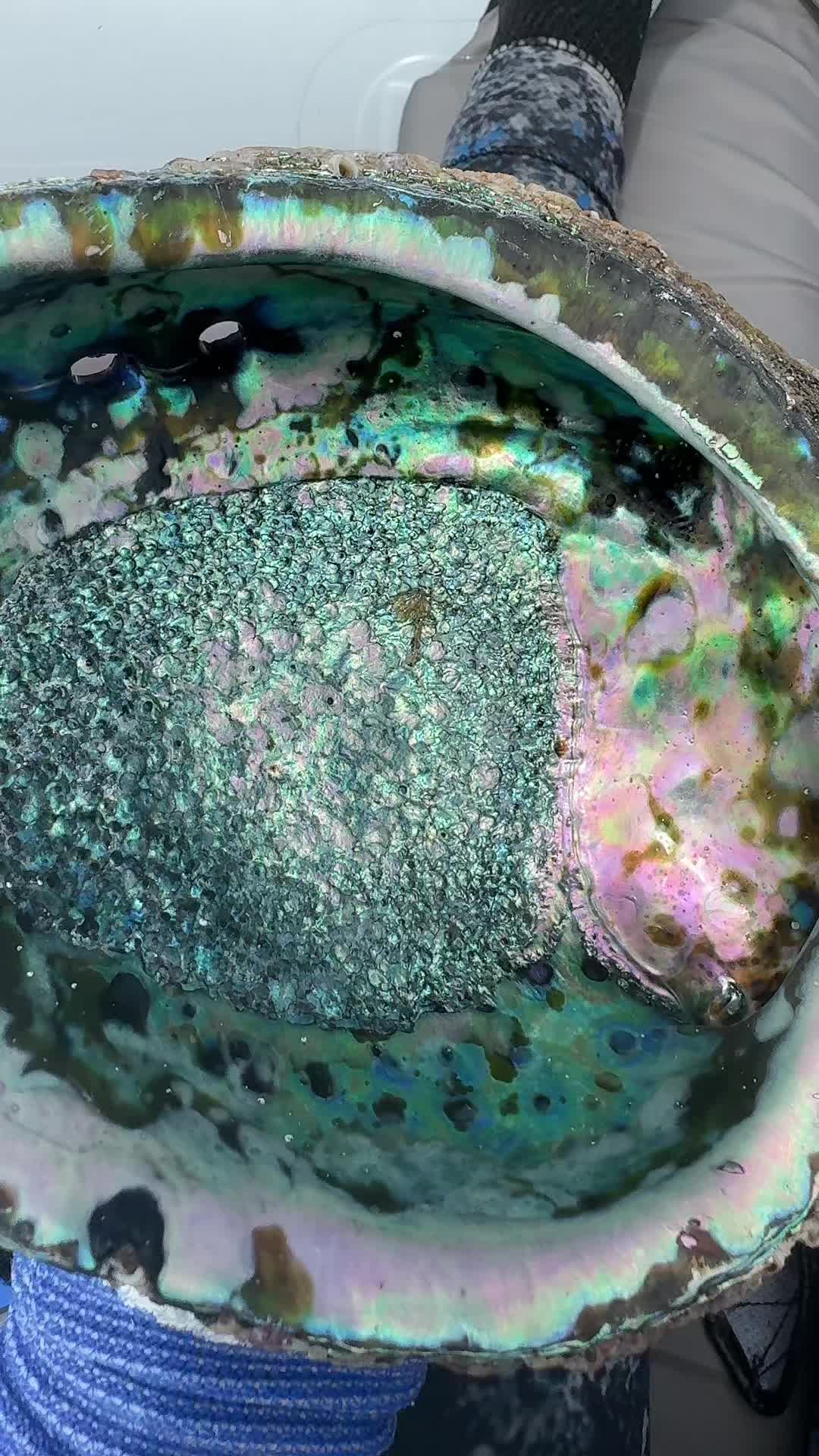 @graciedolman
