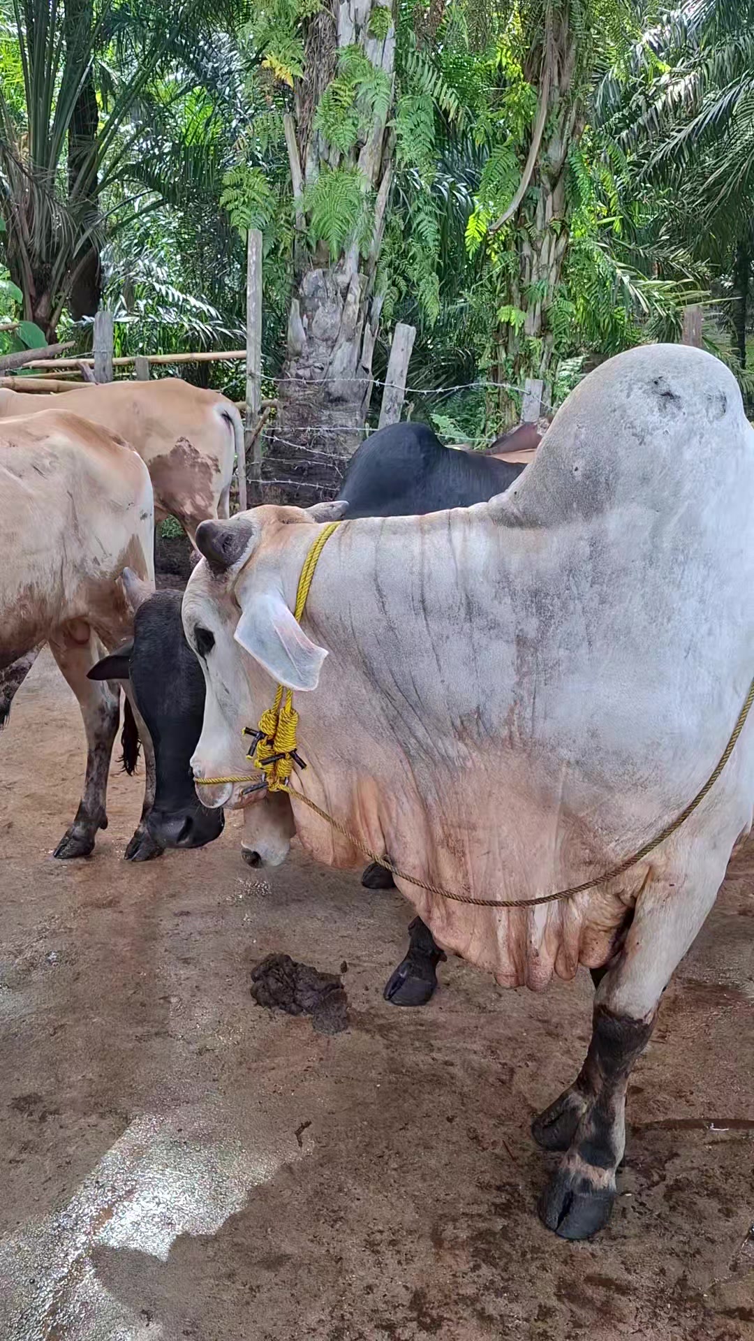 @Adzi BRAHMAN GROUP 447
