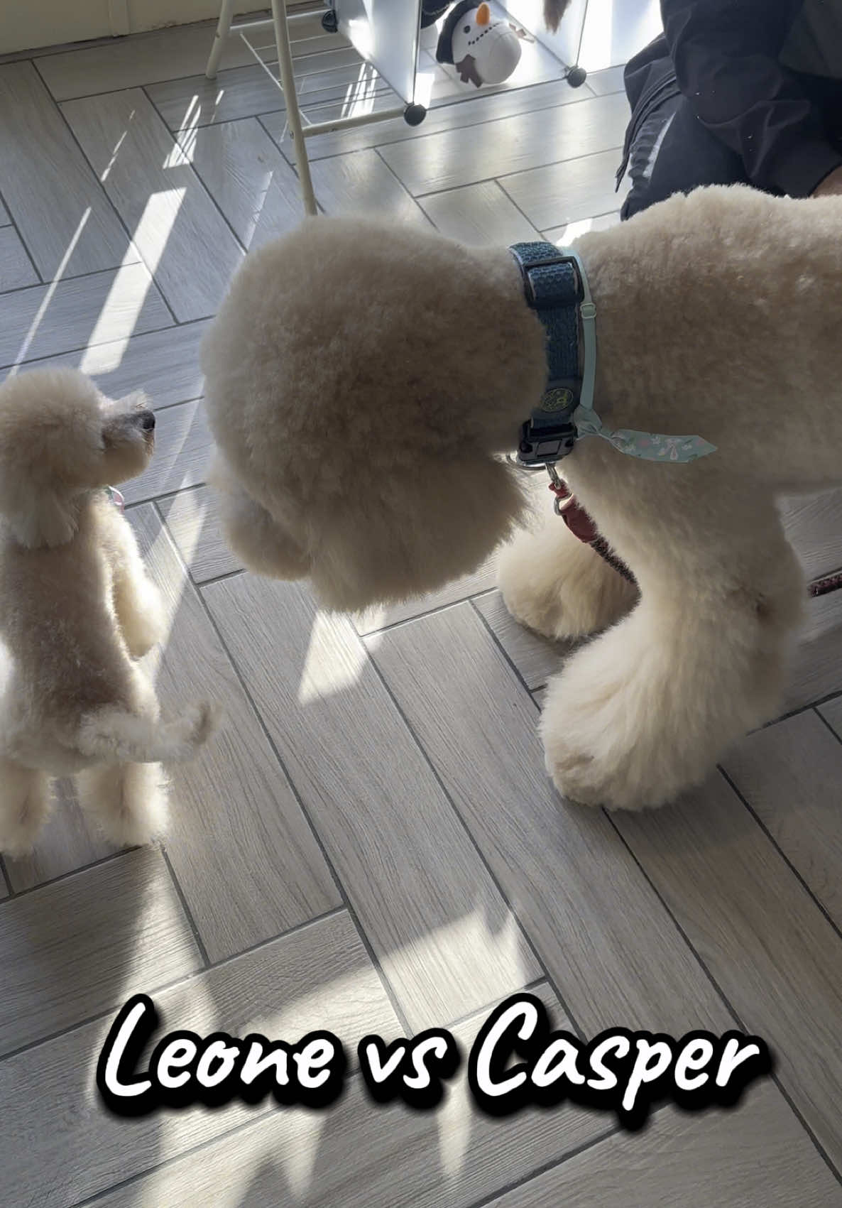 @NewDog Toelettatura & Pet Shop
