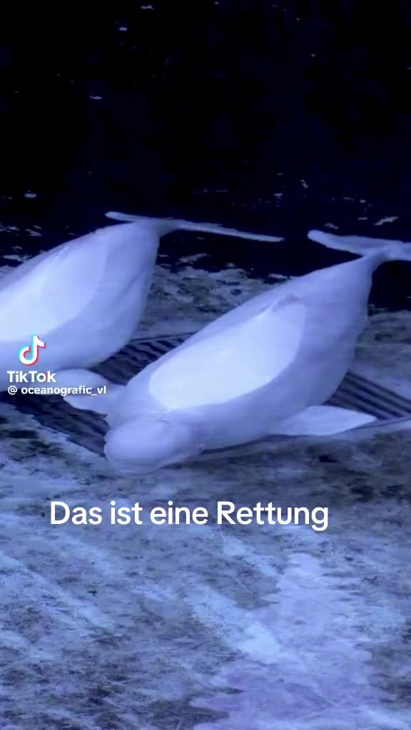 @🍁DieMiri♠️♥️Einfachtierschutz
