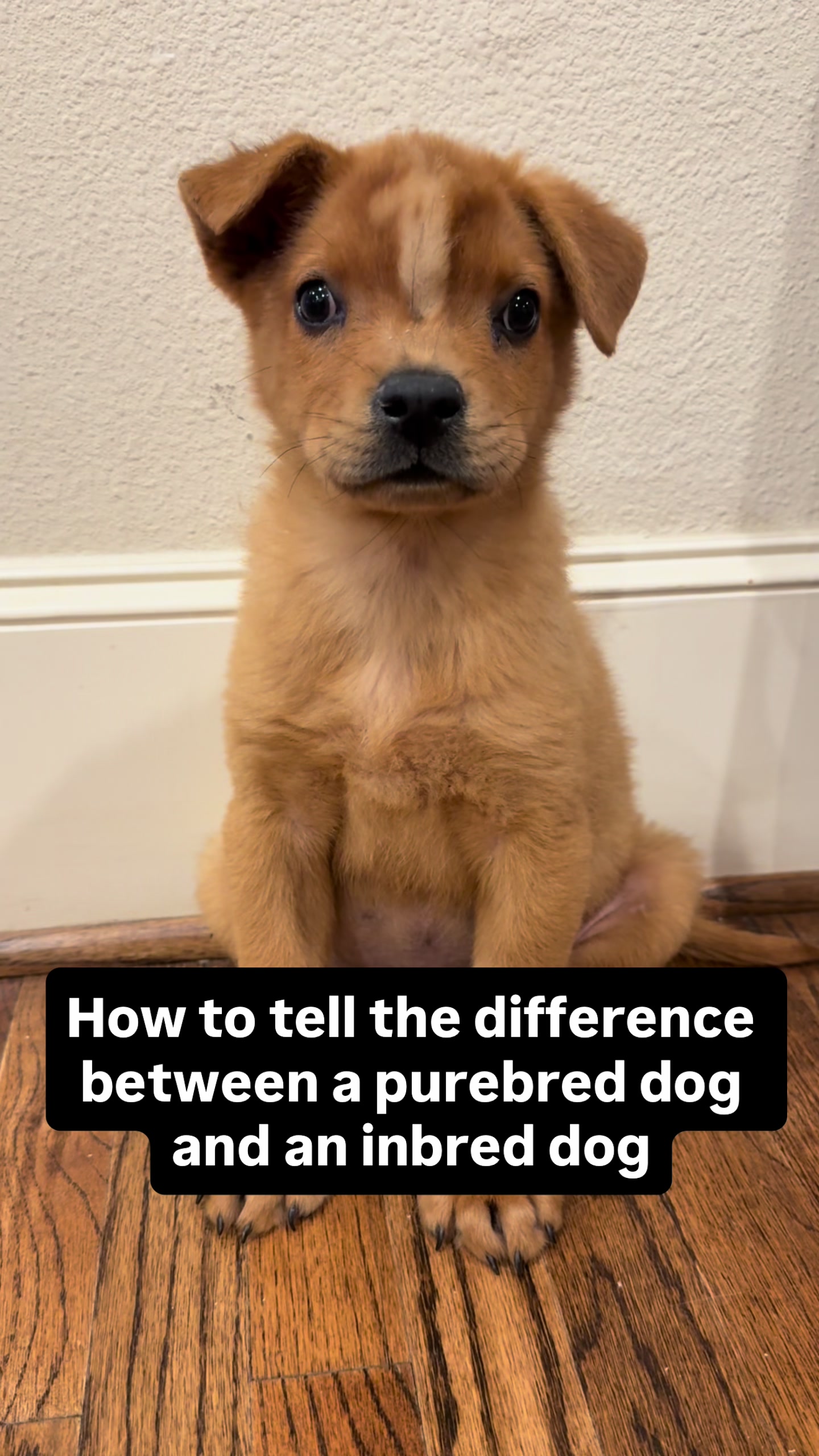 @whitneysdogs
