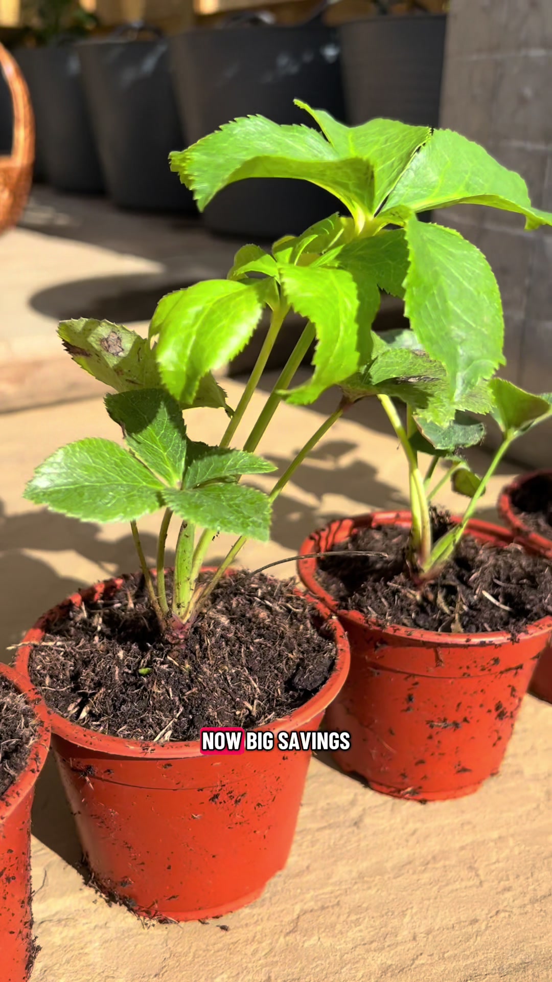 @Diary of a Yorkshire Gardener