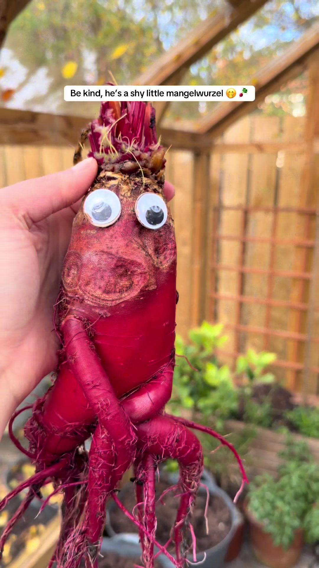 @Diary of a Yorkshire Gardener