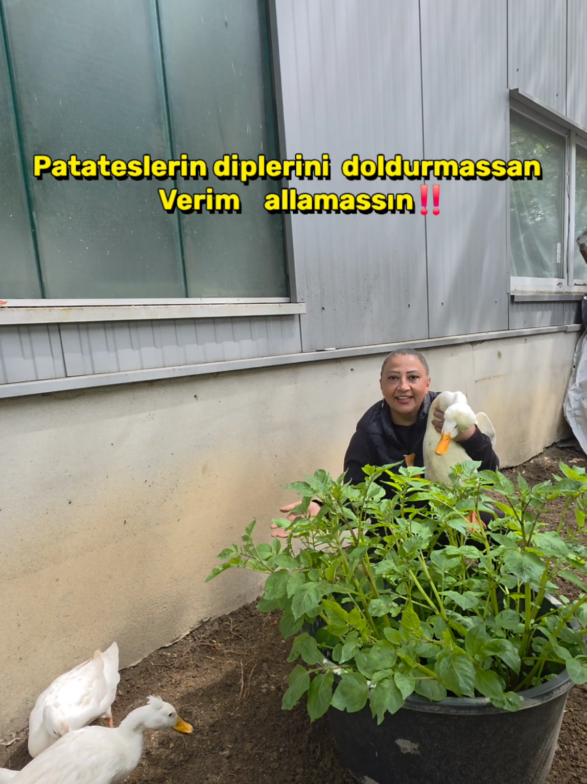 @meralworld