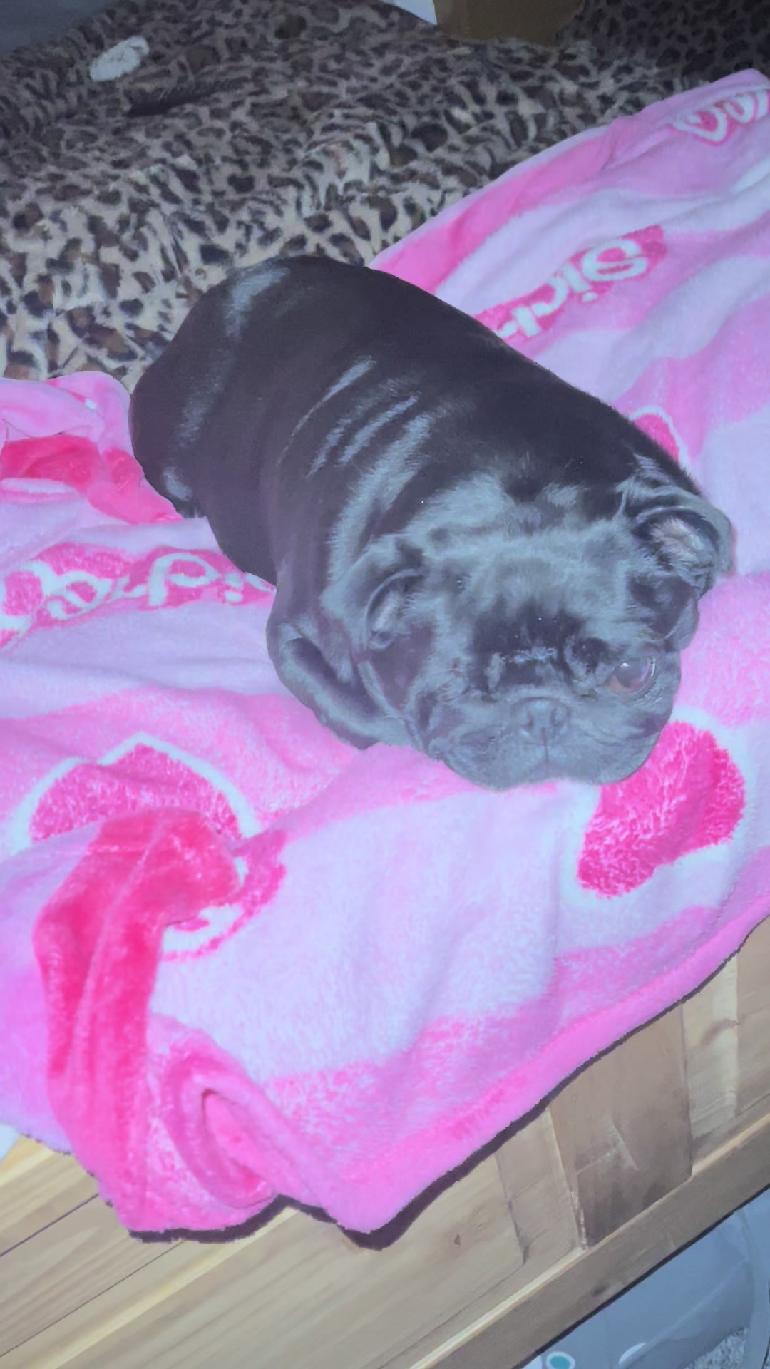 @lulutheboringpug