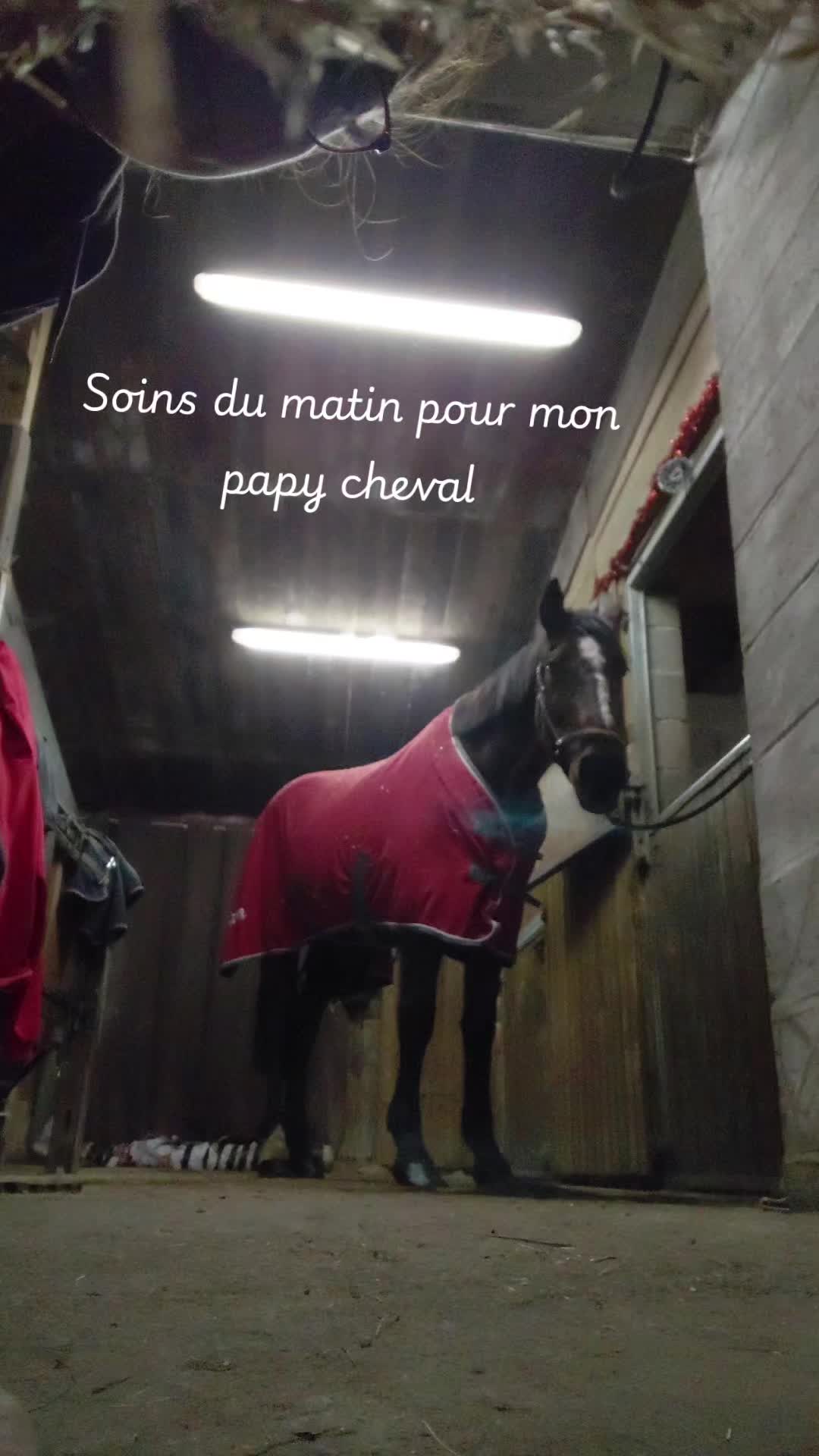 @Le Journal D'un Cheval & Cie