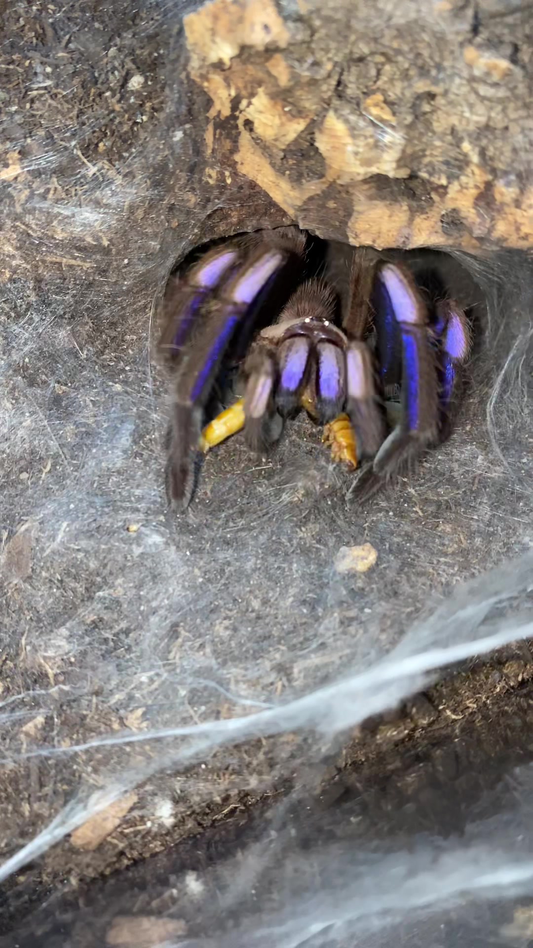 @vidaexotic_tarantulas
