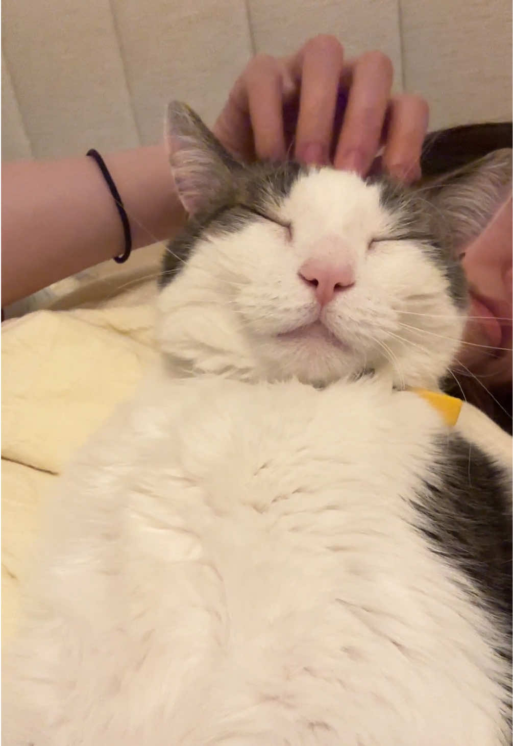 @Mimi Wawa Meow