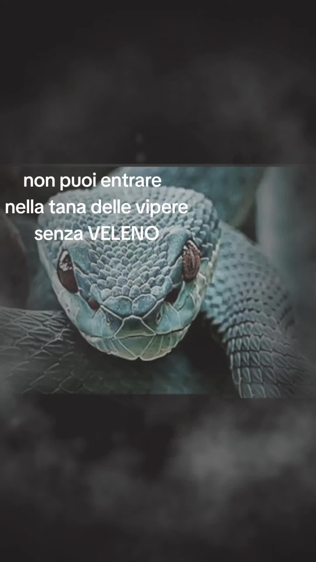 @la vipera