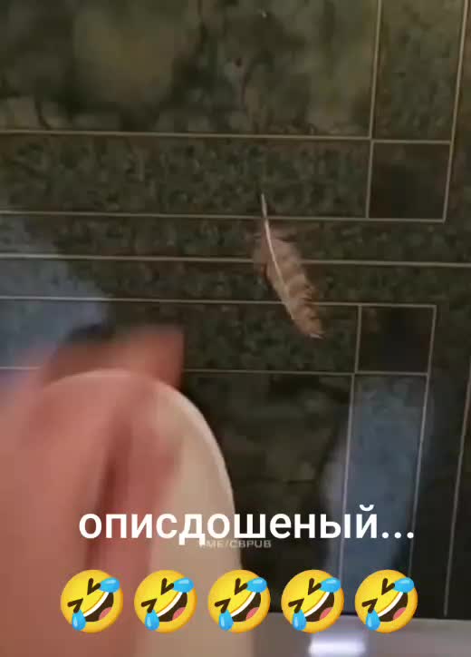 @Дэнчик Кэт