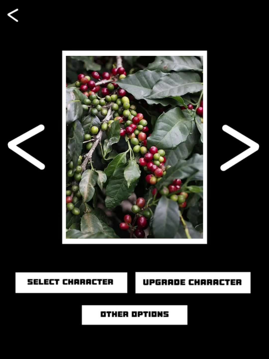 @Stella Rossa Micro Roasters