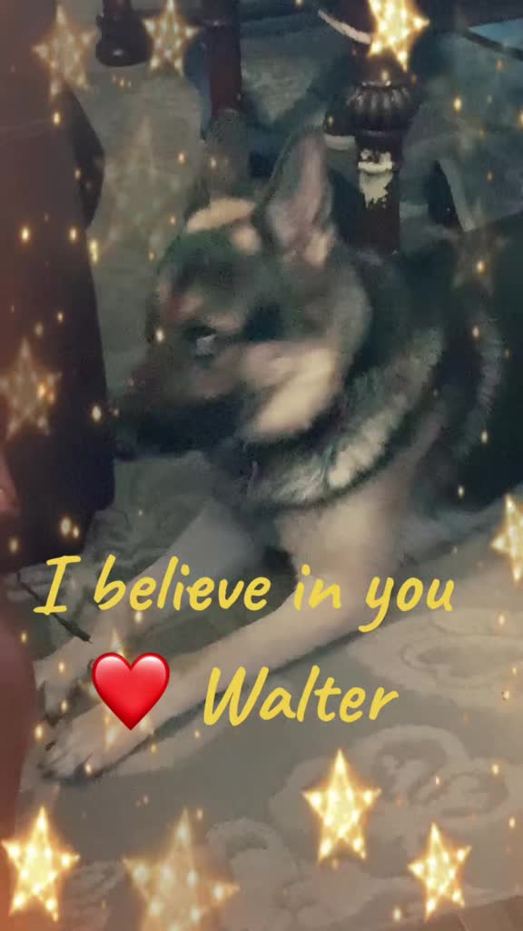 @Walter The German Shepherd