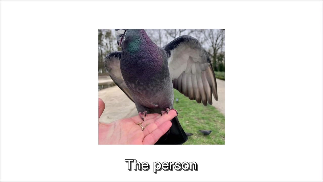 @Pigeon fan