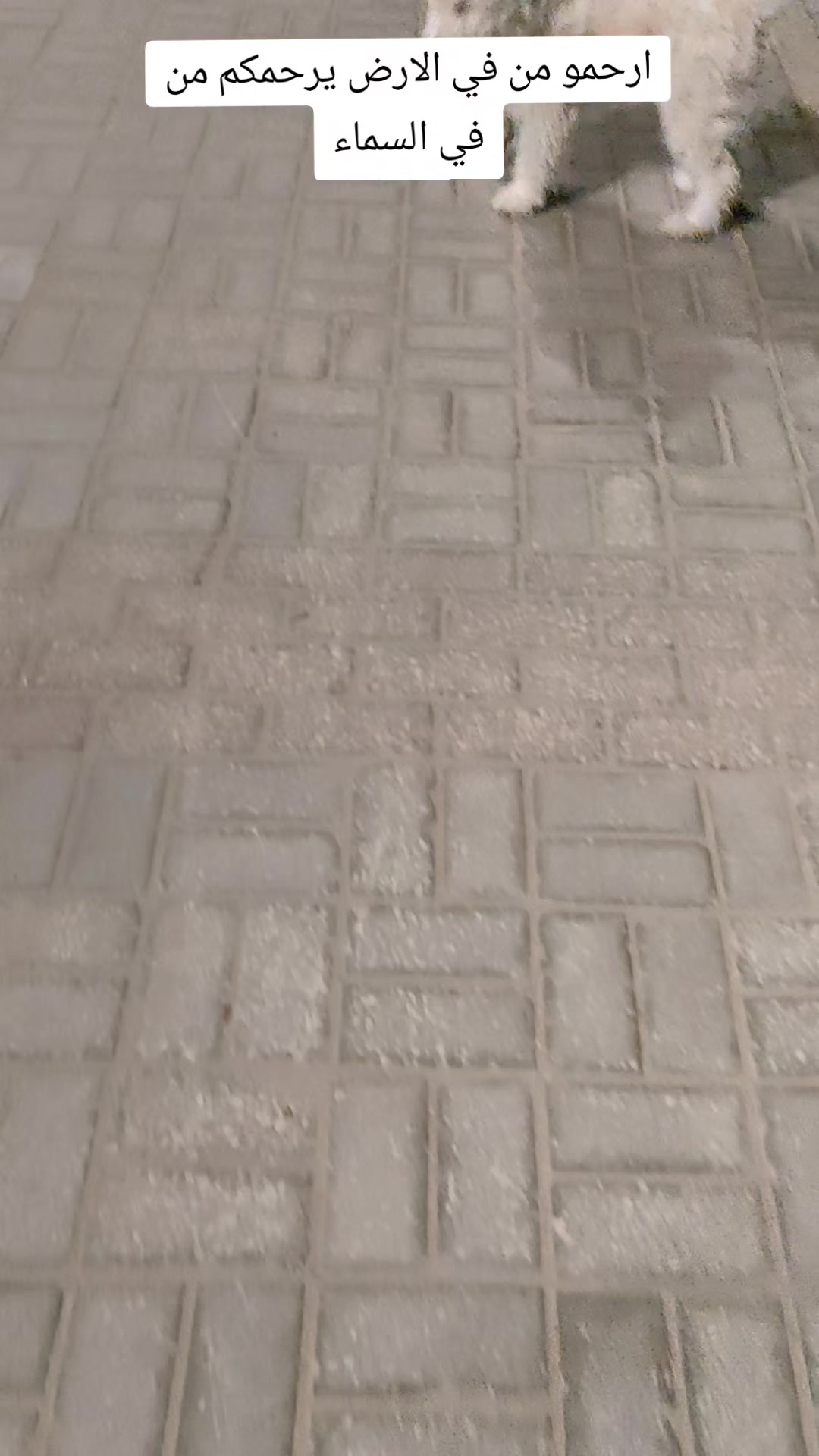 @يوميات ام عادل ♥️
