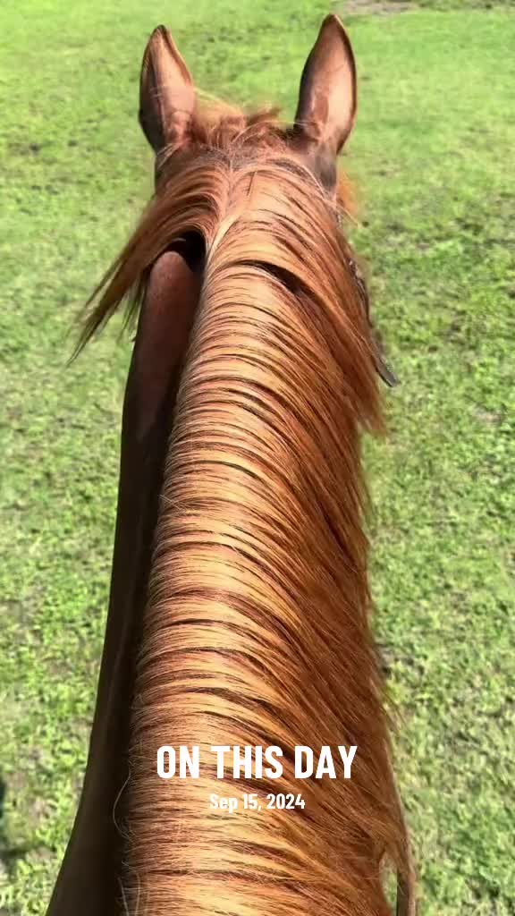 @Horselife