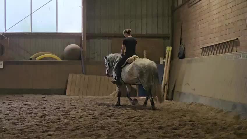 @Horses