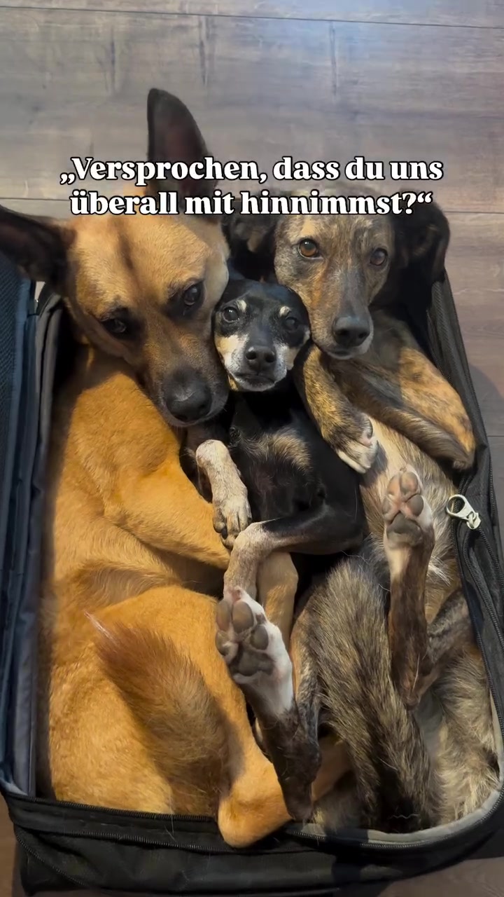 @mother of dogs