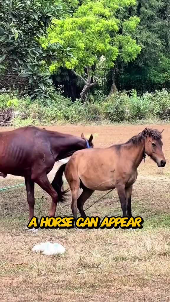@animallifevideo