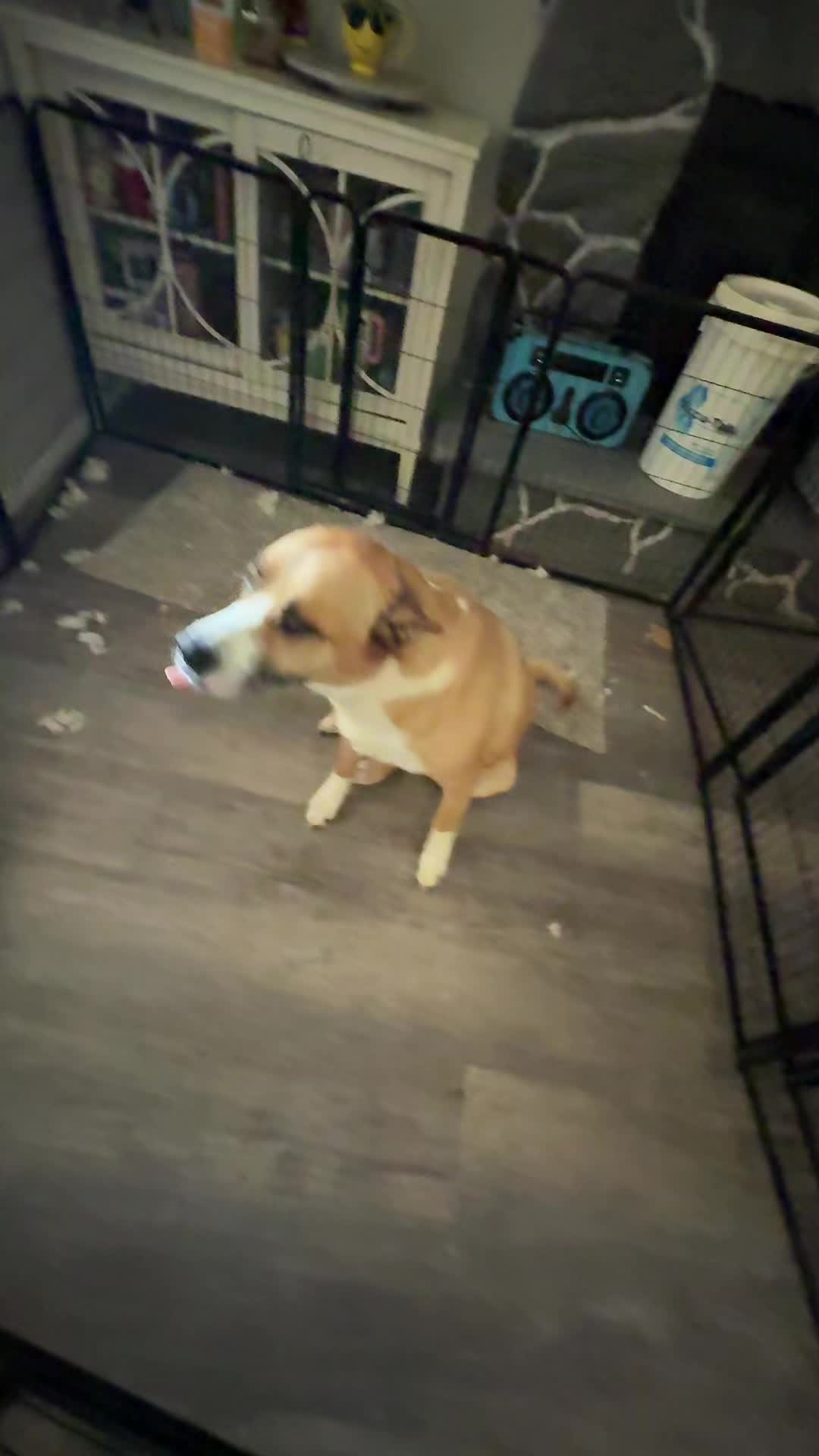 @doggface208