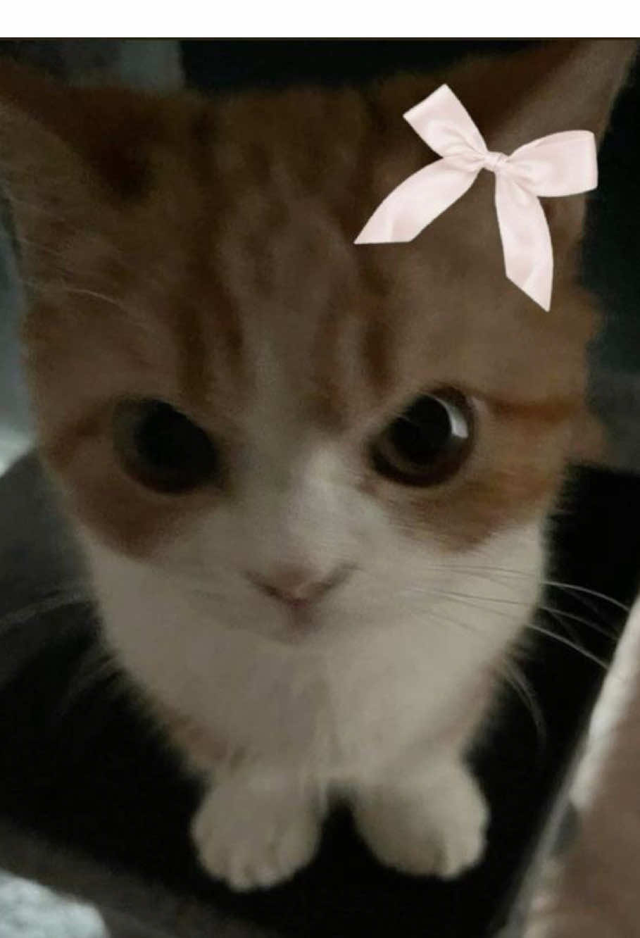 @ѕн&iota;к&iota;я&alpha;?