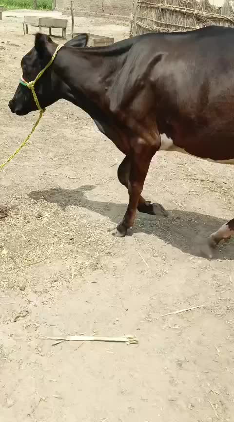 @Usmandairyfarmlayyah