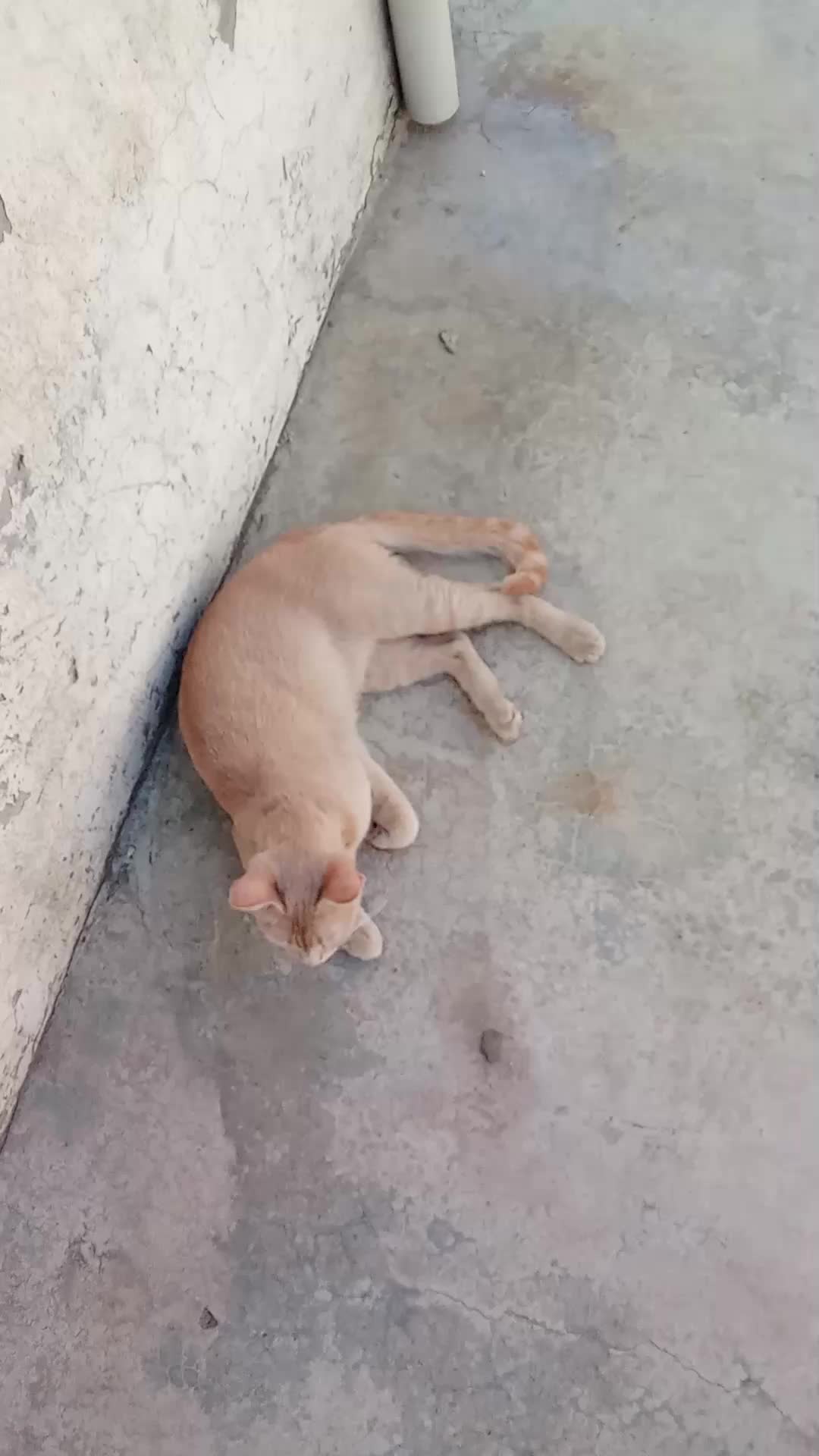 @cutecatlover8172