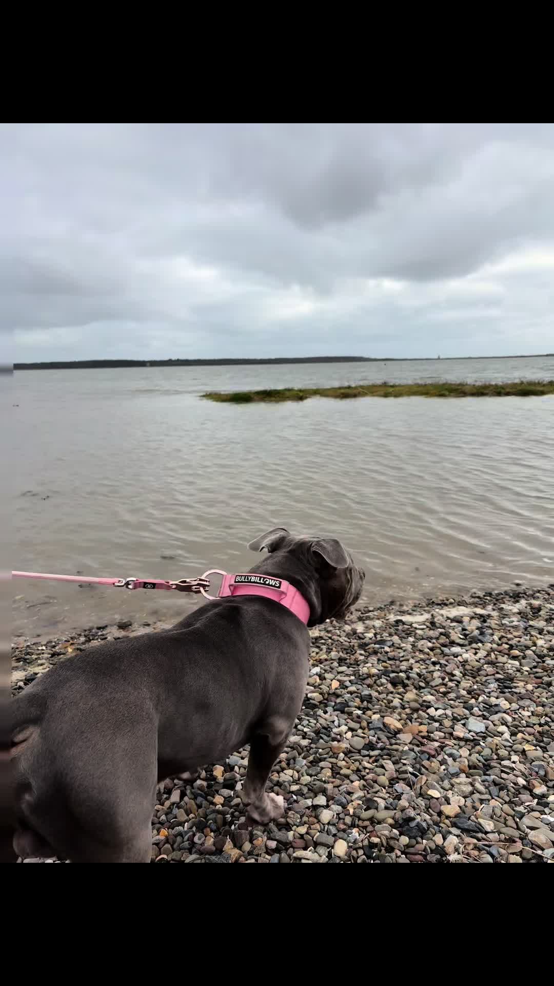 @Uk_dogs.