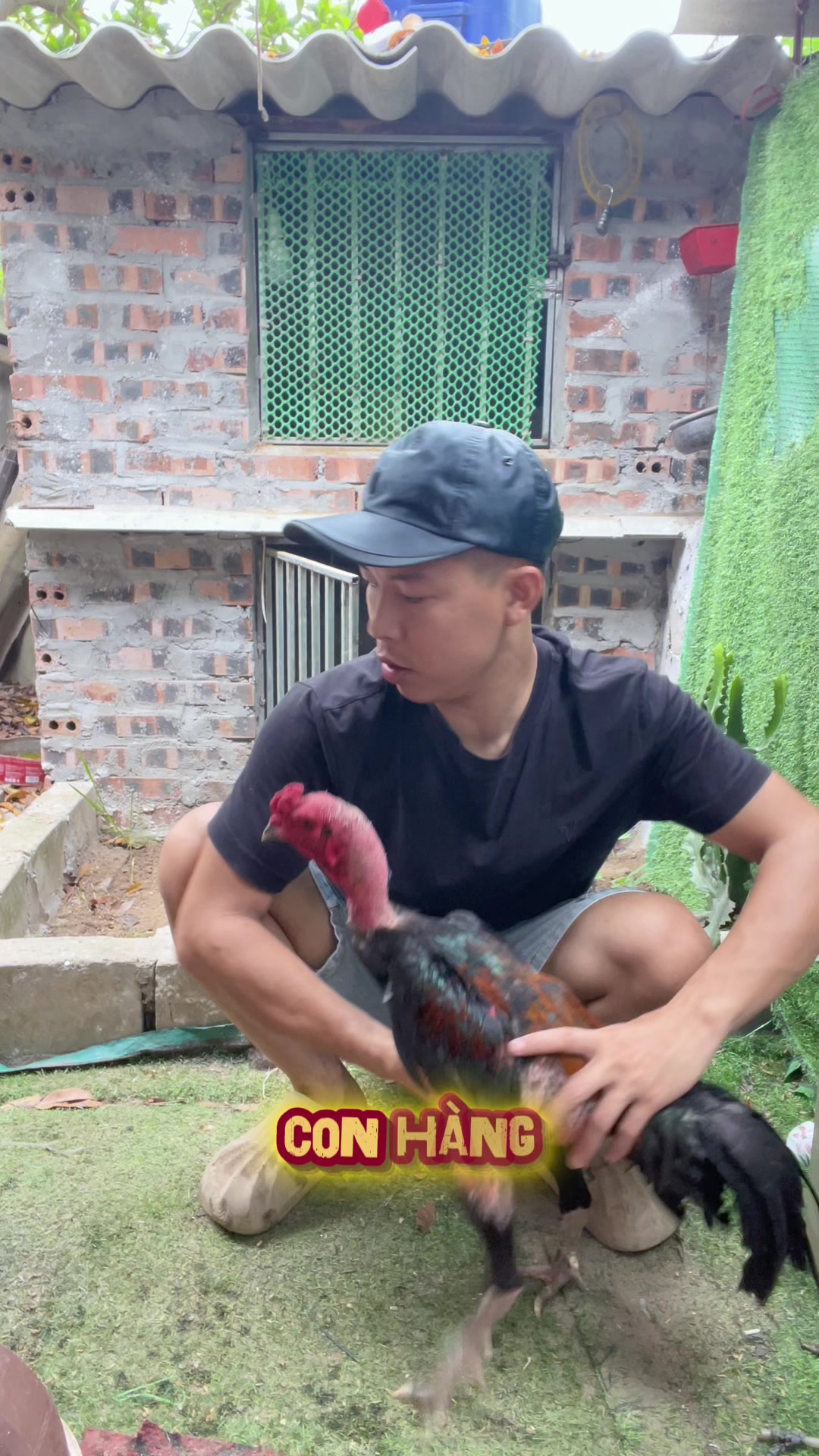 @Thuần G&agrave; Chọi